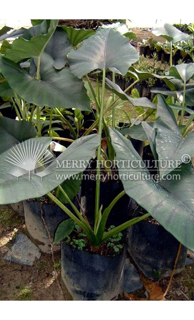 Alocasia spp 1